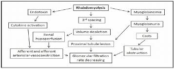 Pathophysiology Of Acute Kidney Injury Due To Rhabdomyolysis Adapted Download Scientific Diagram