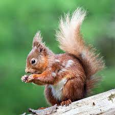 This Nut Is Really Tasty Animals Squirrel Cute Animals