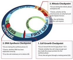 Most of the life of a cell is spent in interphase. Cell Cycle Ck 12 Foundation