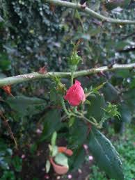 You can also place the dipped roses on wax paper to cool, but they will keep their shape better if they cool while upright. Rumi All These Buds Will Blossom Daniel G Campos