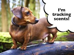 Listen to the audio pronunciation of dachshund on pronouncekiwi. Breed Archives I Love Dachshunds