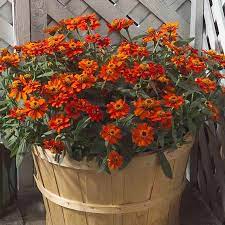 Profusion zinnias are an excellent choice for containers, as they are both compact and drought tolerant. Profusion Double Fire Zinnia Seeds Annual Flower Seeds