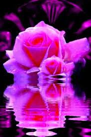 Hot Pink Rose Live Wallpaper For Android Hot Pink Roses Live Wallpapers Android Wallpaper