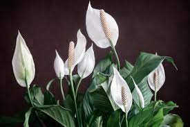 Maybe you would like to learn more about one of these? Low Light Flowering Houseplants Houseplants That Bloom With Little Light