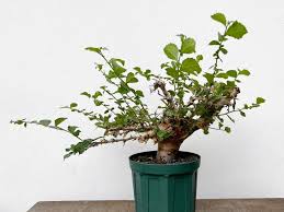 Image result for Commiphora kua