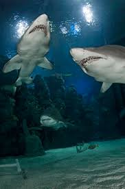 Shark Shark Diving Shark Aquarium Pictures