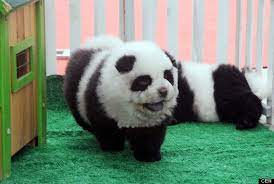 Look Panda Dogs Are The New Regular Dogs Panda Dog Panda Puppy Cute Animals