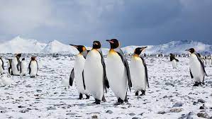 Take this quiz to learn a little more about these flightless birds. The Penguin Awareness Day Quiz What S Your Penguin Proficiency On Biology