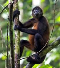 Artist Designs Small House In A Mexican Jungle For Sale Spider Monkey Monkey Monkey Pictures