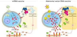 Check spelling or type a new query. Sars Cov 2 Vaccines Lights And Shadows European Journal Of Internal Medicine