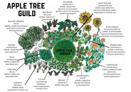 Tropical permaculture gardens growing delicious fruit and vegetables the smart way, in a healthy and organic garden, that mostly looks after itself. Planting Permaculture Guilds Your Comprehensive Guide New Life On A Homestead In 2021 Permaculture Gardening Food Forest Garden Permaculture