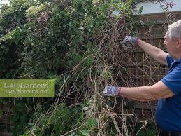 It's best to cut the clematis back in spring just as the leaf buds are beginning to swell. Clematis Montana P Stock Photo By Jacqui Dracup Image 1348843
