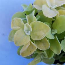 Check spelling or type a new query. Helichrysum Petiolatum Limelight 4 1 2