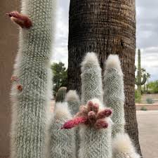 I thought it might also be bugs because there were a few little. Columnar Cacti For The Southwest Finegardening