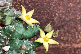 Image result for Piaranthus atrosanguineus