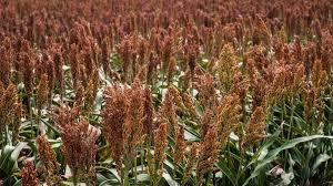 Image result for Sorghum versicolor