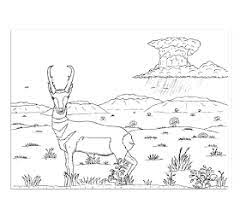 All american antelope pronghorn color printable coloring page mandala pages click from. Robin S Great Coloring Pages Pronghorn Antelope