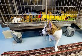 Maybe you would like to learn more about one of these? Proposed Kc Animal Shelter Has Passionate Supporters Critics The Kansas City Star