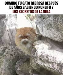 Secuela de gato callejero parte 3 final. Imagenes Feliz Dia Del Gato 2021 Descargar Imagenes 2021