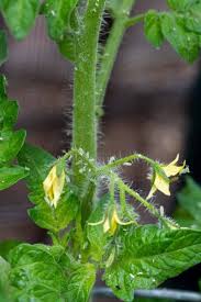 Image result for BLACKFLY ON TOMATO PLANTS