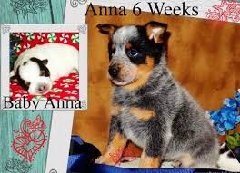 Things that make you go aww! Blue Heelers In Texas