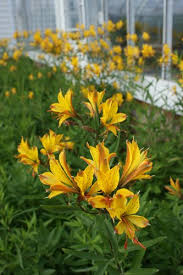Alstroemeria 'Sweet Laura'