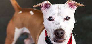 We did not find results for: Whining Aspca