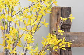 Forcing Forsythia To Bloom Indoors For Spring Decorating Anderson Grant