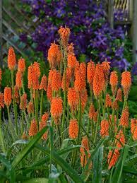 14 Perennials For Full Sun Flowers Perennials Tall Perennial Flowers Tall Perennials
