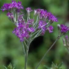 Image result for Vernonia turbinella