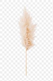 Dried Pampas Grass Design Element Free Image By Rawpixel Com Flower Drawing Aesthetic Stickers Paper Background Texture