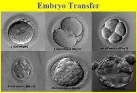 Pin On Embryo Transfer Technology