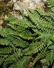 Image result for Vittaria reekmansii