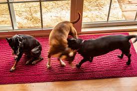 Dog treats on damn delicious? Having Three Dogs At Home One Older Two Pups Bryanspellman