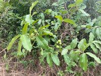 Image result for Landolphia