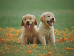 Gradually, the public began to demand more chocolate retriever puppies, and gradually breeders began to produce them. Two Yellow Labrador Retriever Puppies Free Stock Photo