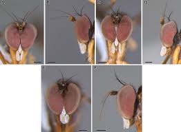 Image result for Dolichos pseudocajanus