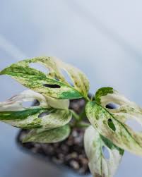 Image result for Maerua acuminata