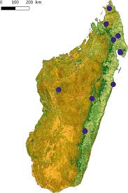 Image result for Malaxis weberbaueriana