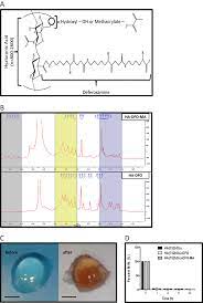 Implantable Hyaluronic Acid Deferoxamine Conjugate Prevents Nonunions Through Stimulation Of Neovascularization Npj Regenerative Medicine