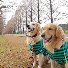 犬が飼い主さんに約束してもらいたい10のこと 犬の十戒 6 10 いぬのきもちweb magazine 2021 犬 いぬ 十戒