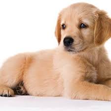 Look at pictures of golden retriever puppies who need a home. Golden Retriever Archives The Puppy Store Las Vegas