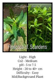 Image result for Floscopa