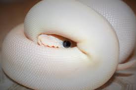 This snake will make a great breeder male or an amazing pet ball python. Blue Eyed Leucistic Ball Python Morph 9 Stunning Pictures