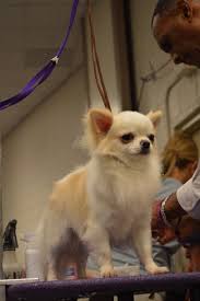 Although these long coats do require regular grooming, the dogs shed very little and can be comfortable with both a long, show coat or a short puppy cut. Grooming A Long Haired Chihuahua