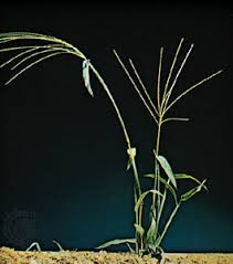 Maybe you would like to learn more about one of these? Crabgrass Plant Britannica