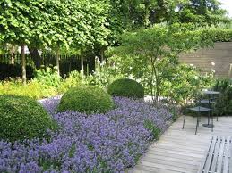 I Think This Is Nepeta I Would Like To Use It To Underplant Row Of Round Bushes In Front Side Of Our House Sloped Garden Beautiful Gardens Garden Design
