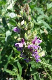 Image result for Lessertia macrostachya