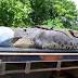 Second biggest croc caught in Australia | Outback Wrangler Matt ...