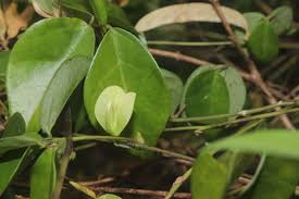 Image result for Macrotyloma ellipticum